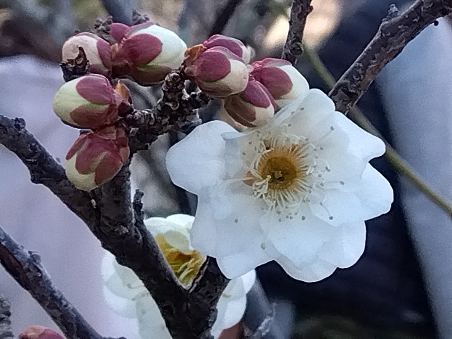 天満宮の梅の花は二分咲き②