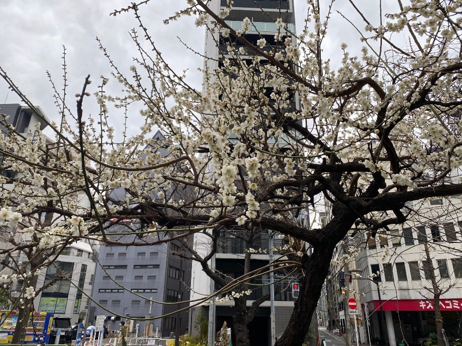 ビルの中の花