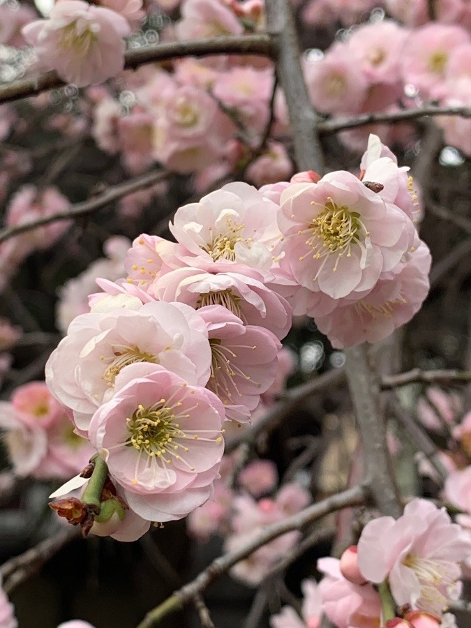 谷中の梅の花