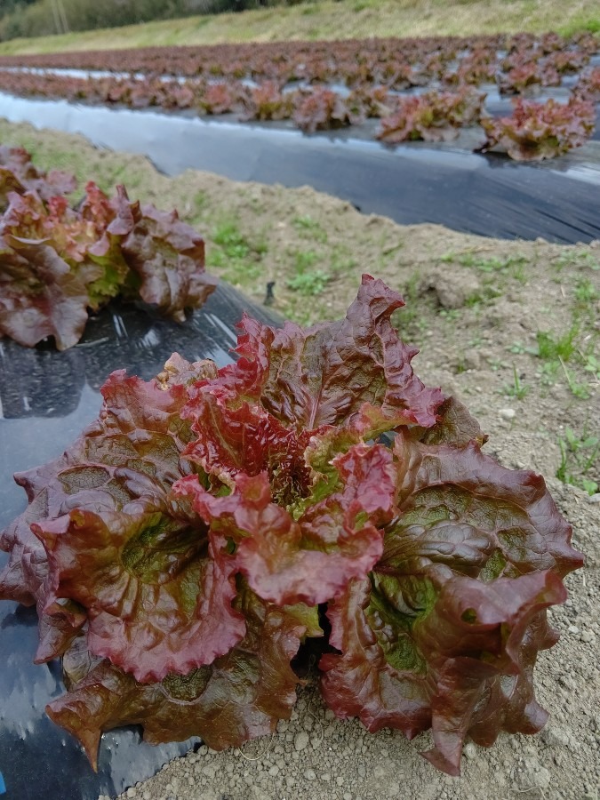 サニーレタス🥗🥬