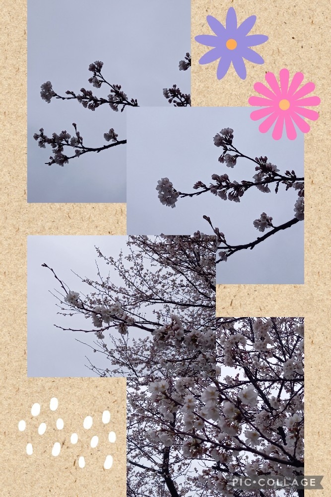 近所の桜