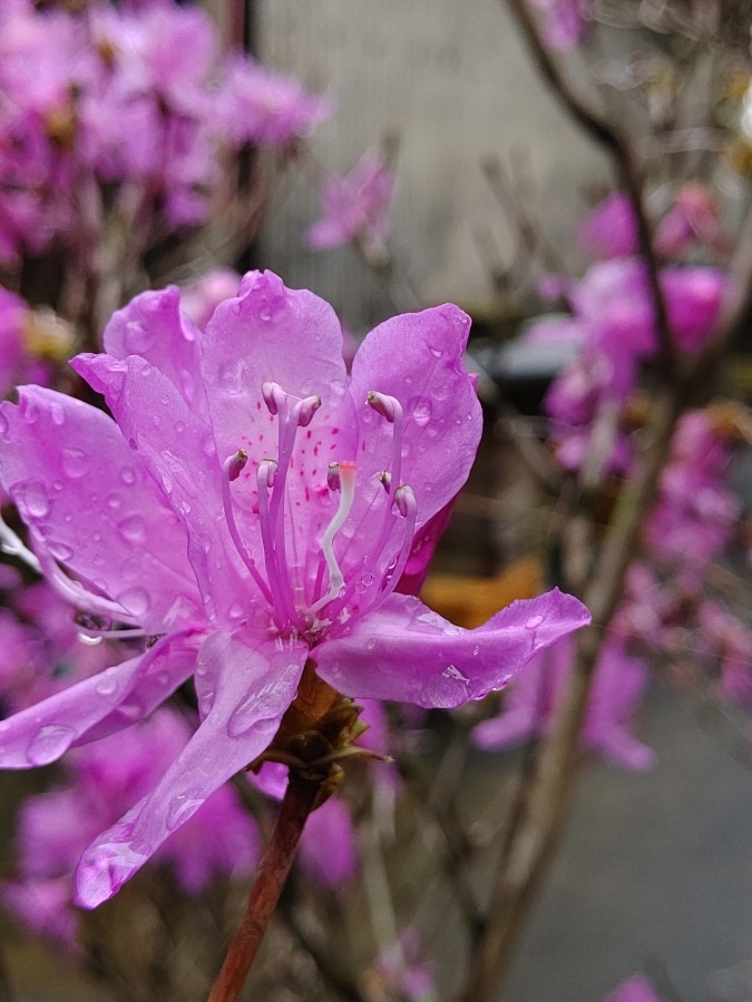 雨上がりの花🌸