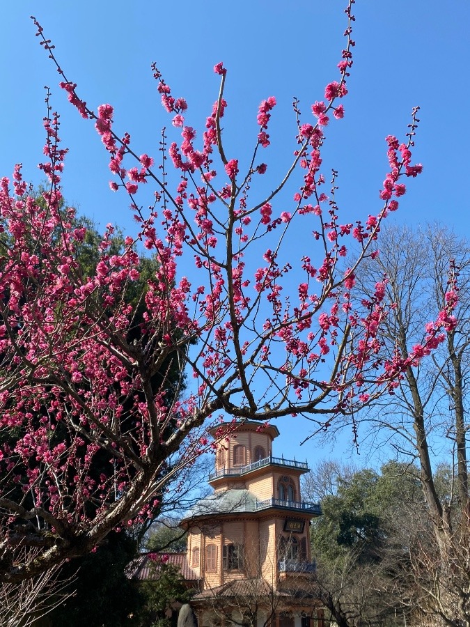 紅梅🌸🌸🌸