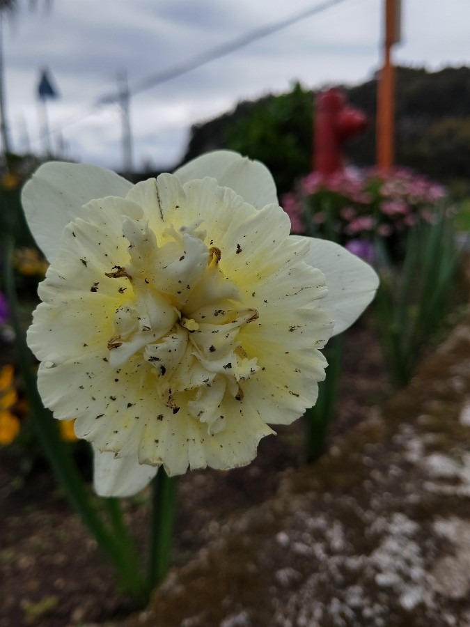 部落の花壇🌼🌸🌻