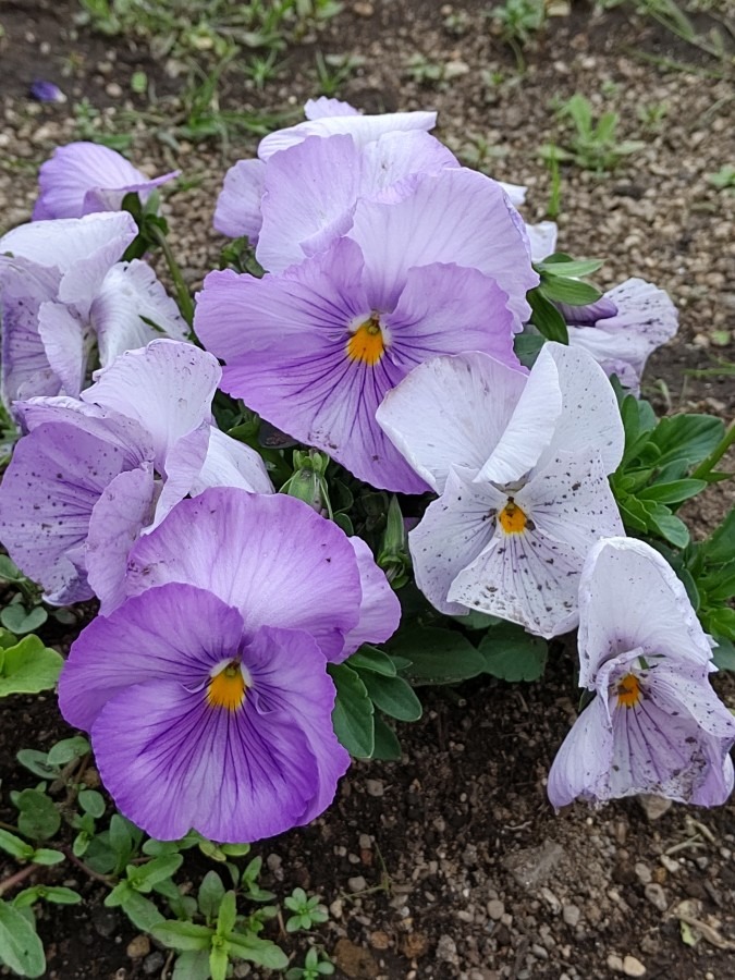 部落の花壇🌼🌸🌻