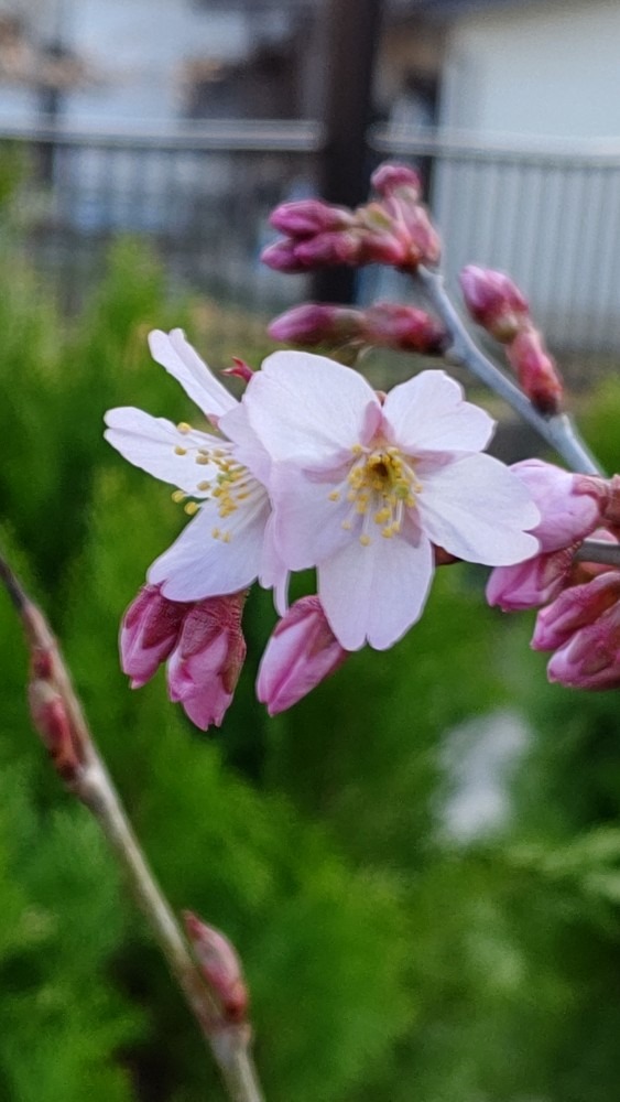 啓翁桜咲きました🌸