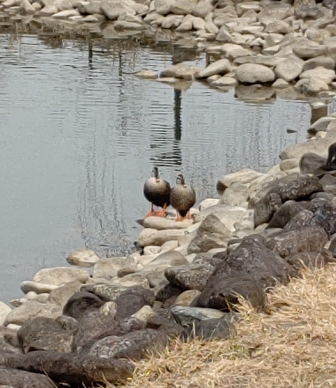 公園のカモ