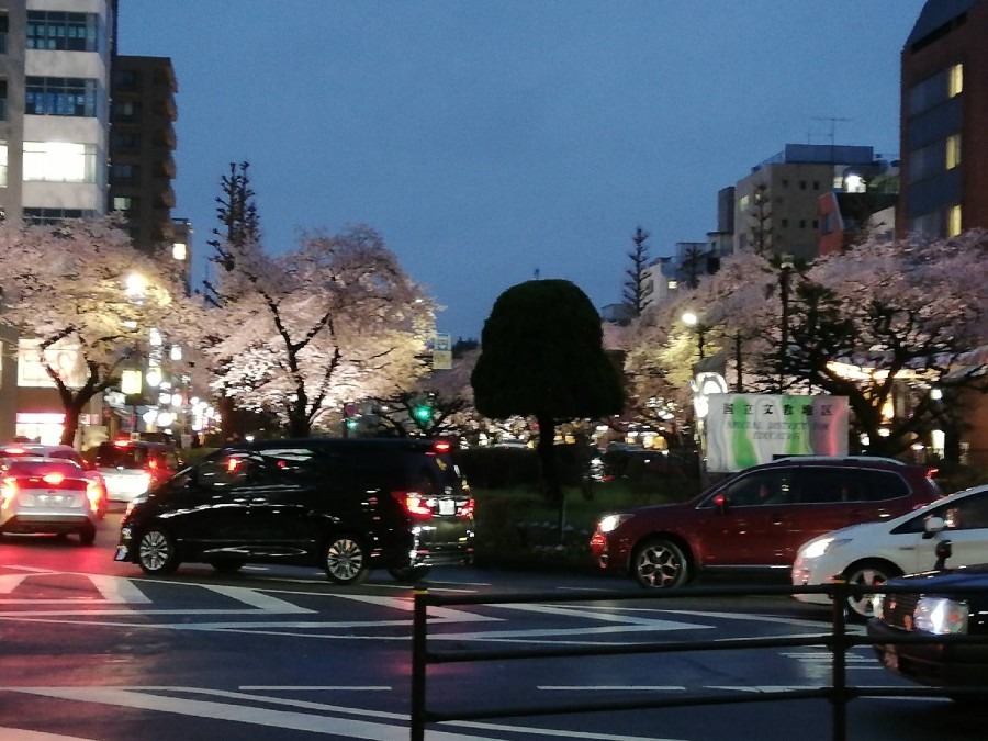 国立駅前の夜桜２