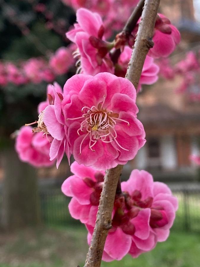 紅梅🌸🌸🌸