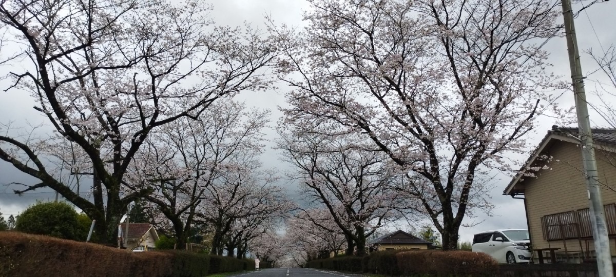 🌸春を見つけに😊❗24-①