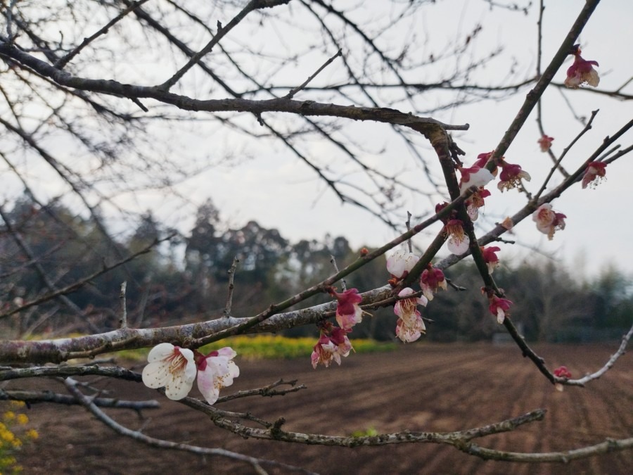 🌸春を見つけに😊❗3