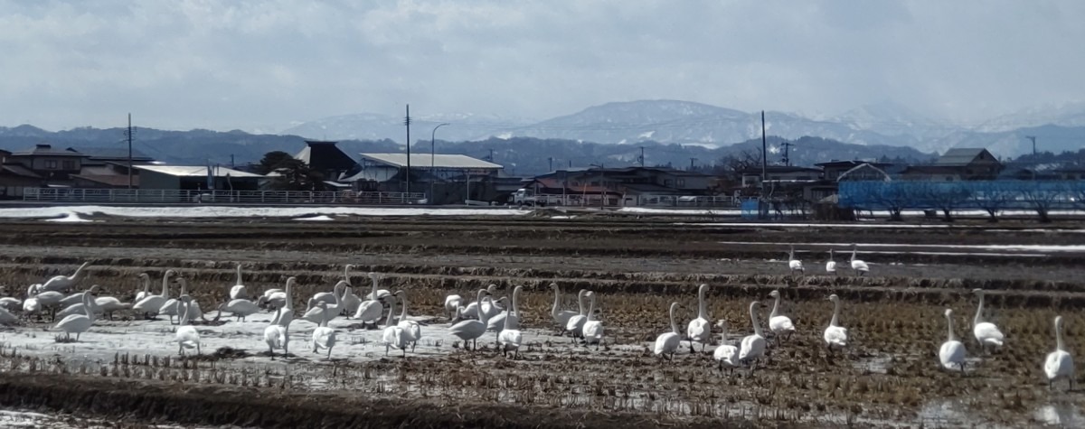 今ここを生きる白鳥さん！