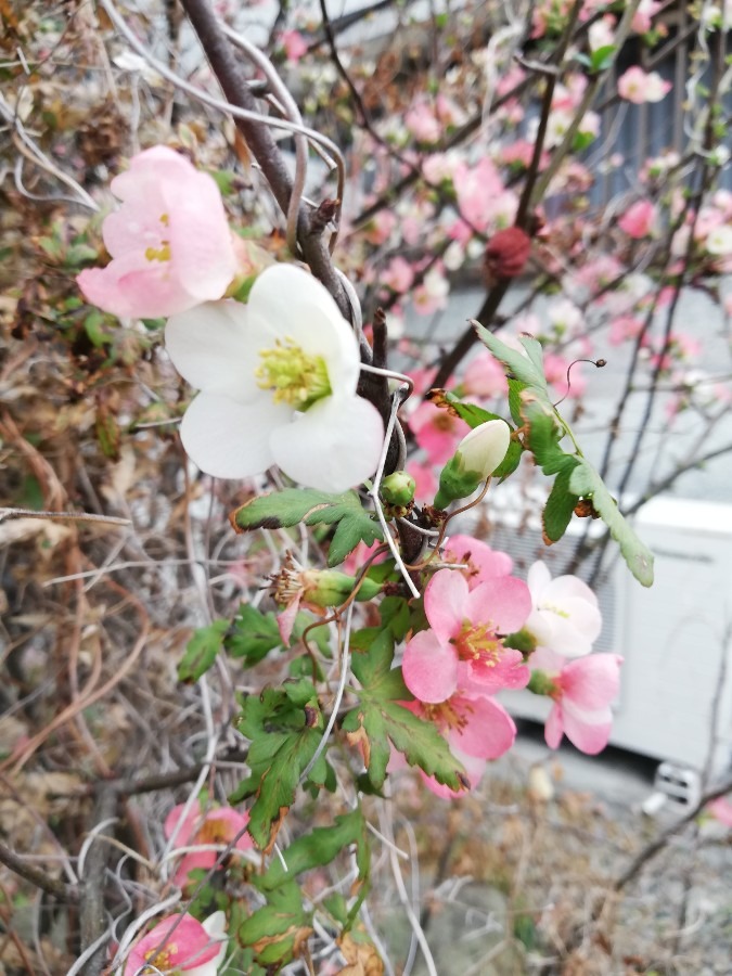 ピンクとシロの花？