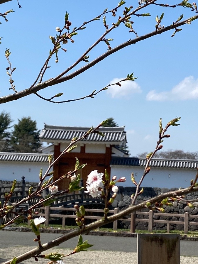 ジュウガツザクラ🌸🌸🌸