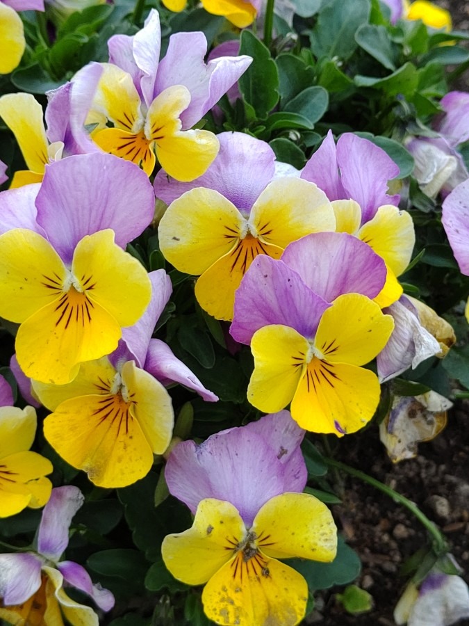 部落の花壇🌼🌸🌻