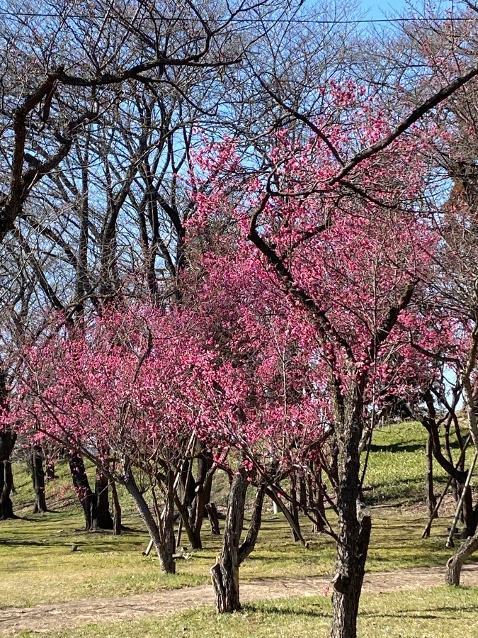 霞城公園の紅梅🌸🌸🌸