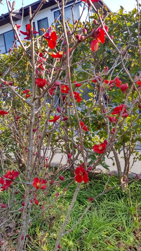 ボケの花