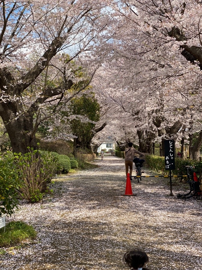 桜満開