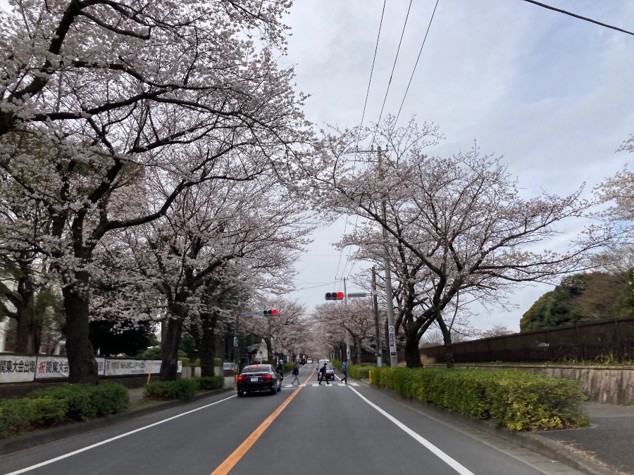 桜通り♪