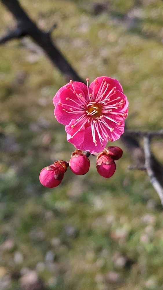 散歩道の紅梅🌺