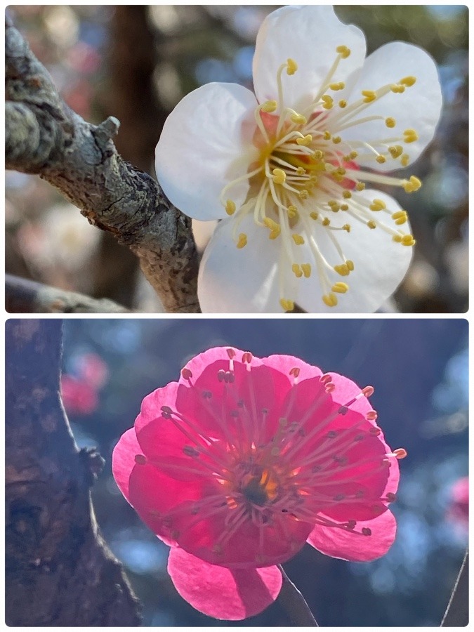 竹駒神社の白梅と紅梅🌸🌸🌸