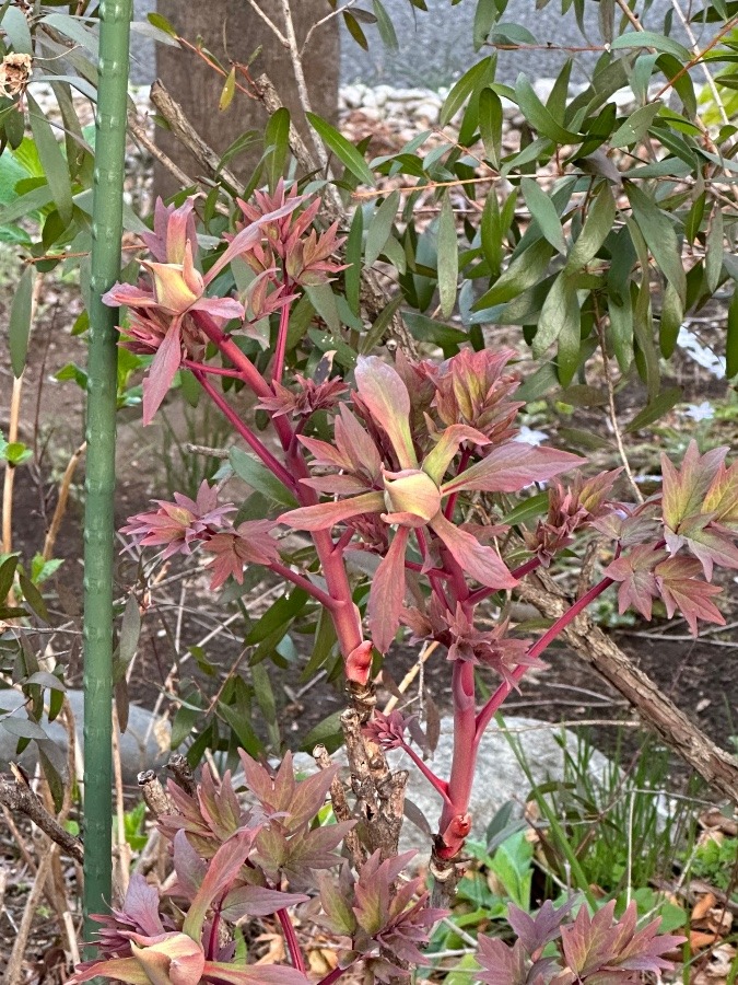 今年もありがとう