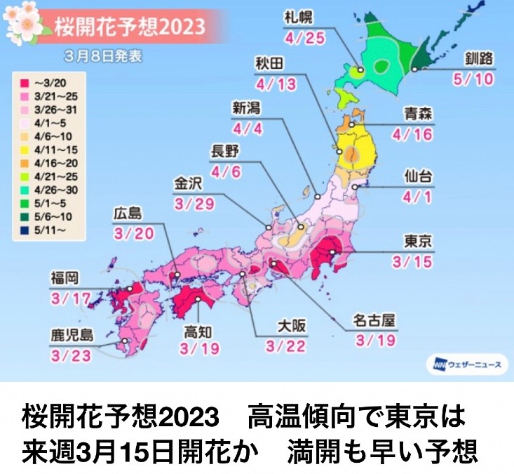 桜開花予想出ました🌸