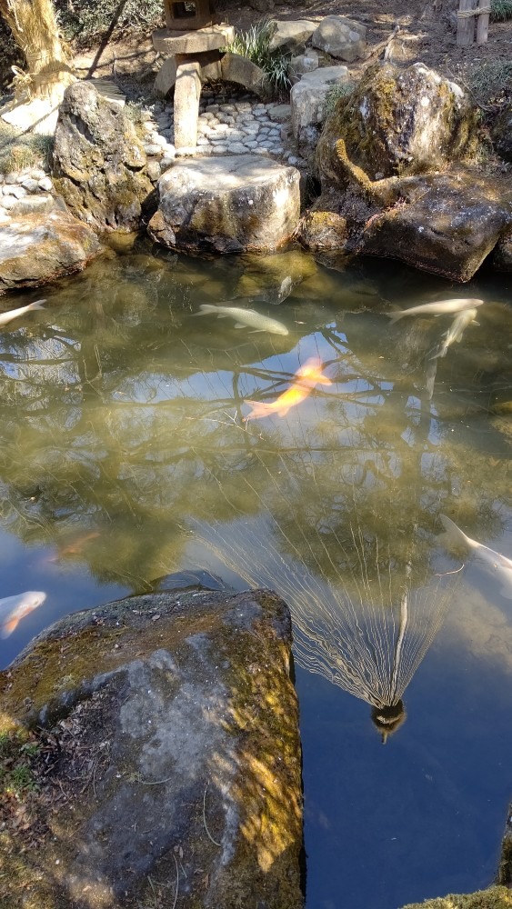 ⛩️金蛇水神社の鯉🐟