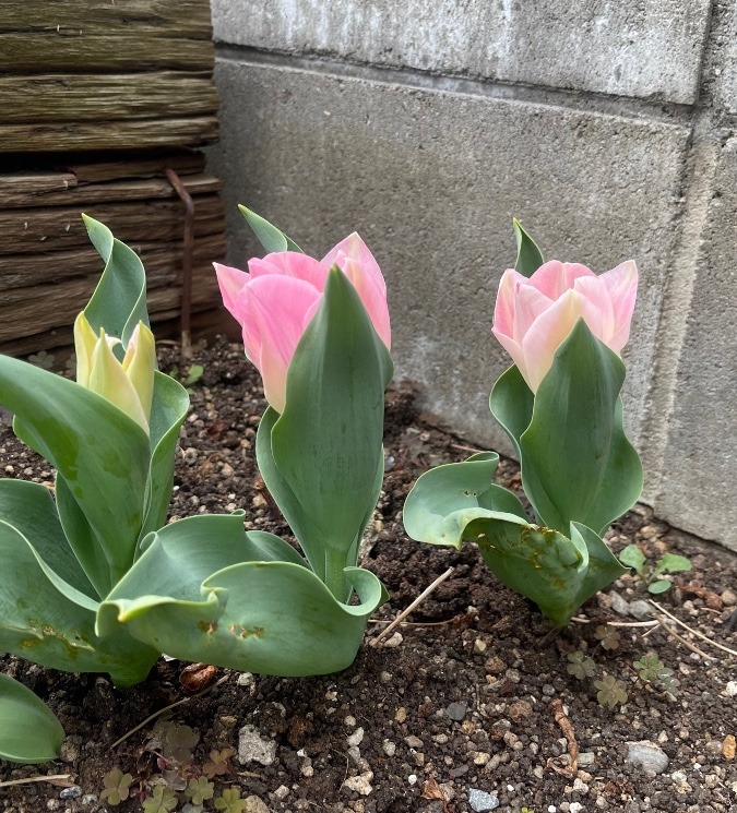 職場の花壇