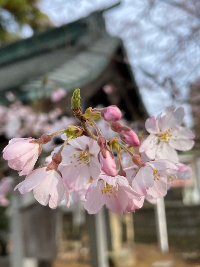 朝イチで神社参拝⛩🙏