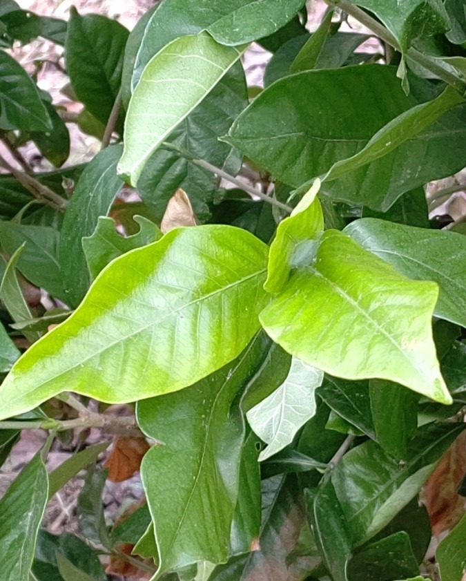 くちなしの葉🌿