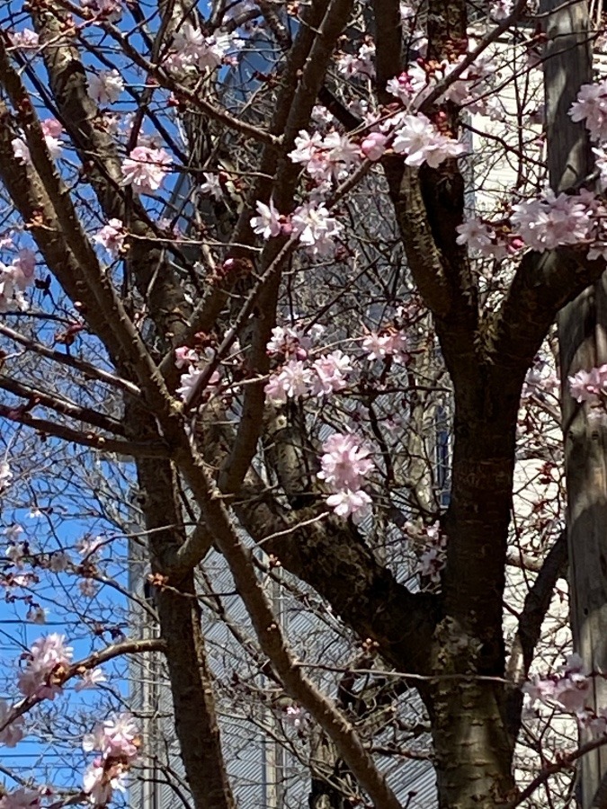 家の前の春🌸