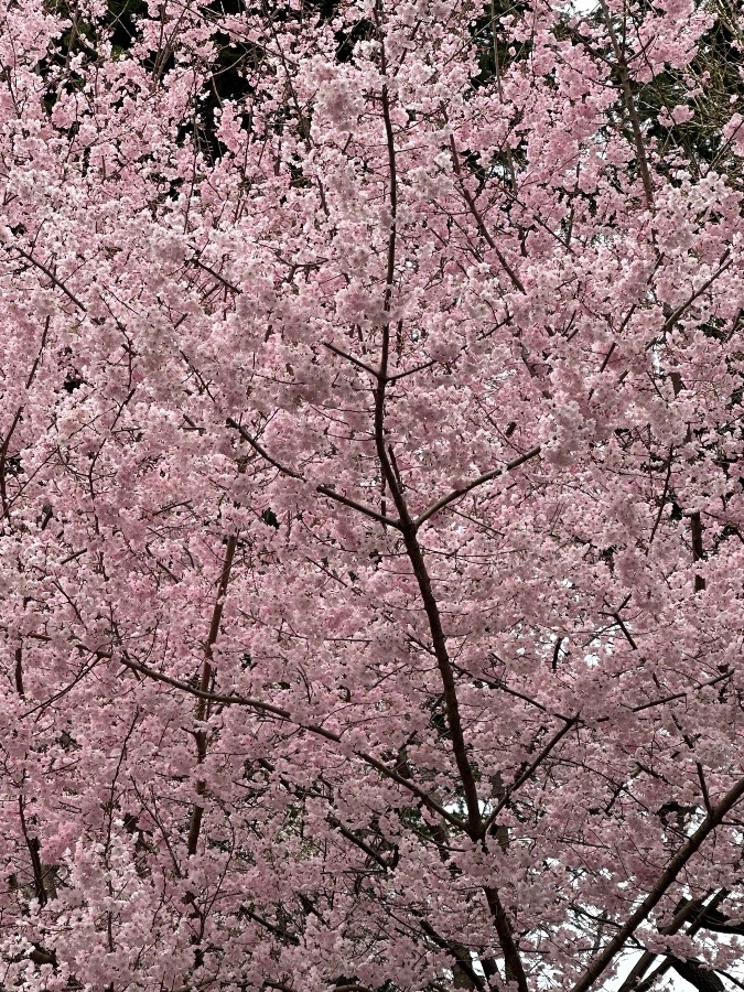 上野の桜