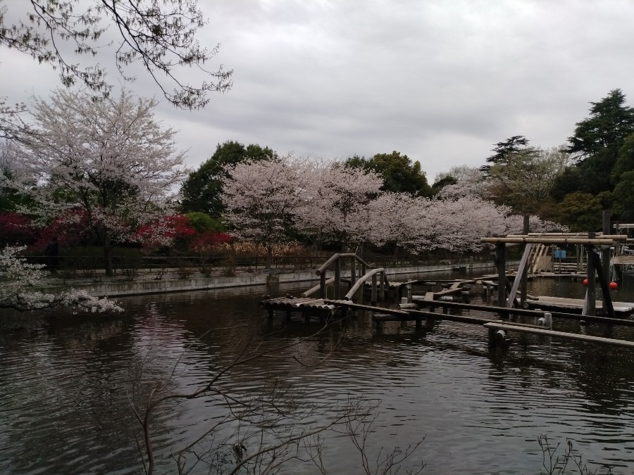 お花です！