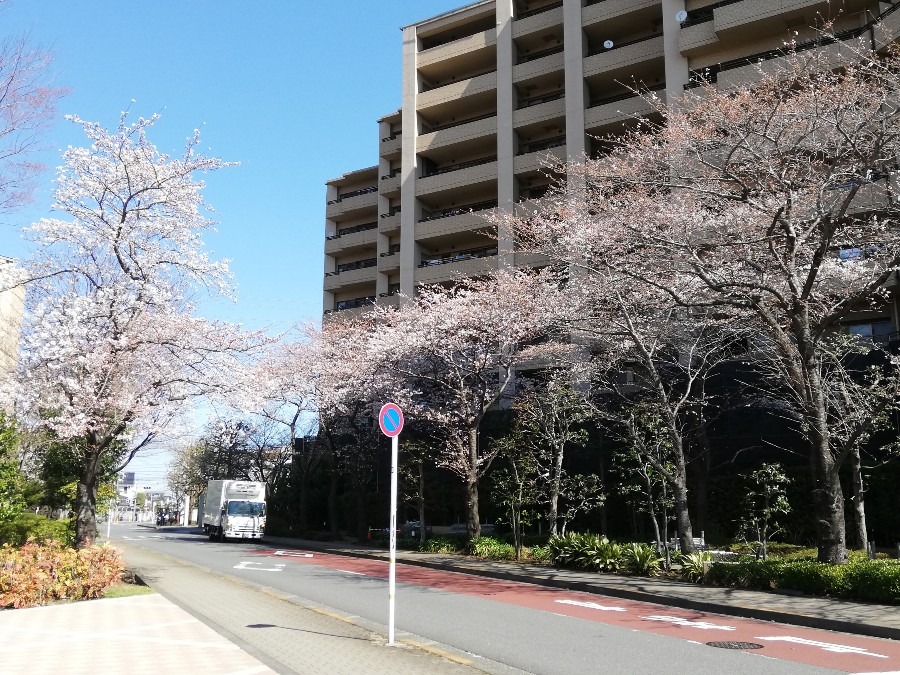 出がけの瞬間、花見