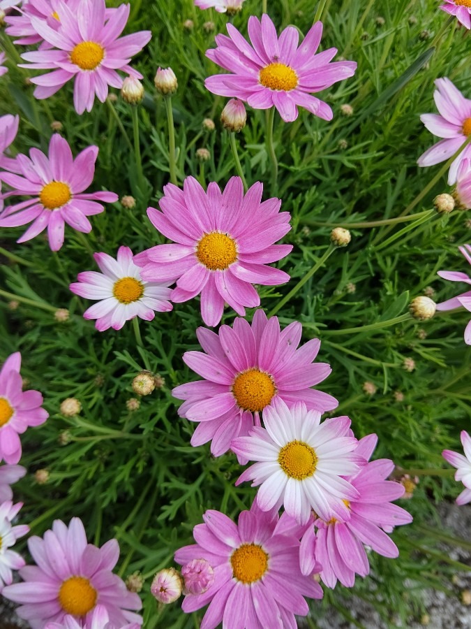 部落の花壇🌼🌸🌻