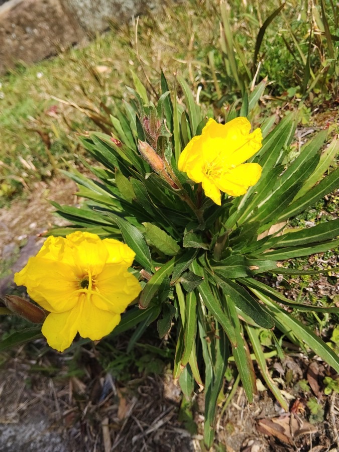 かわいい花💠🌼