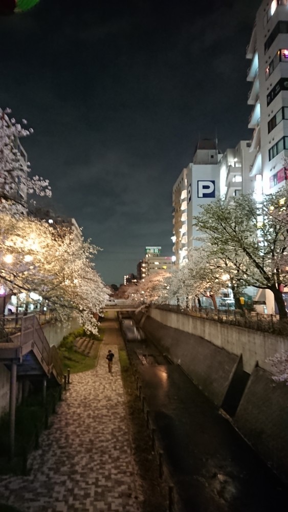 多摩の夜桜🌸