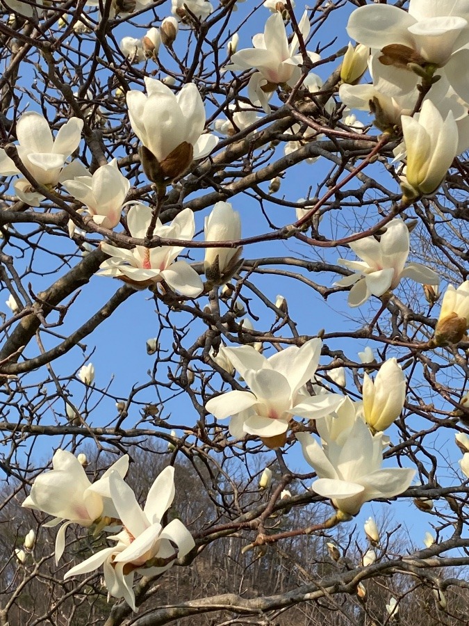 散歩コースの花🌸🌸🌸