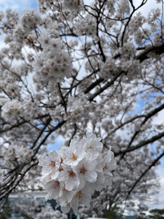 どの花見ても美しい(´∀｀*)🌸