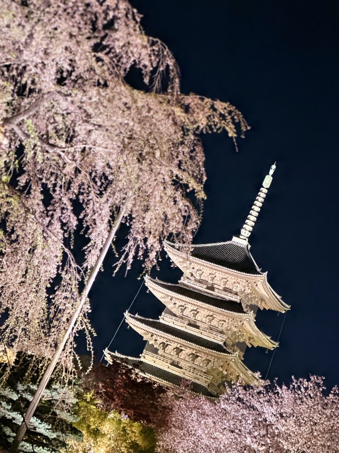 夜桜ライトアップ【東寺】②