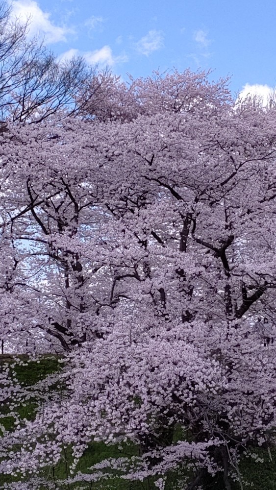 桜🌸🌸🌸