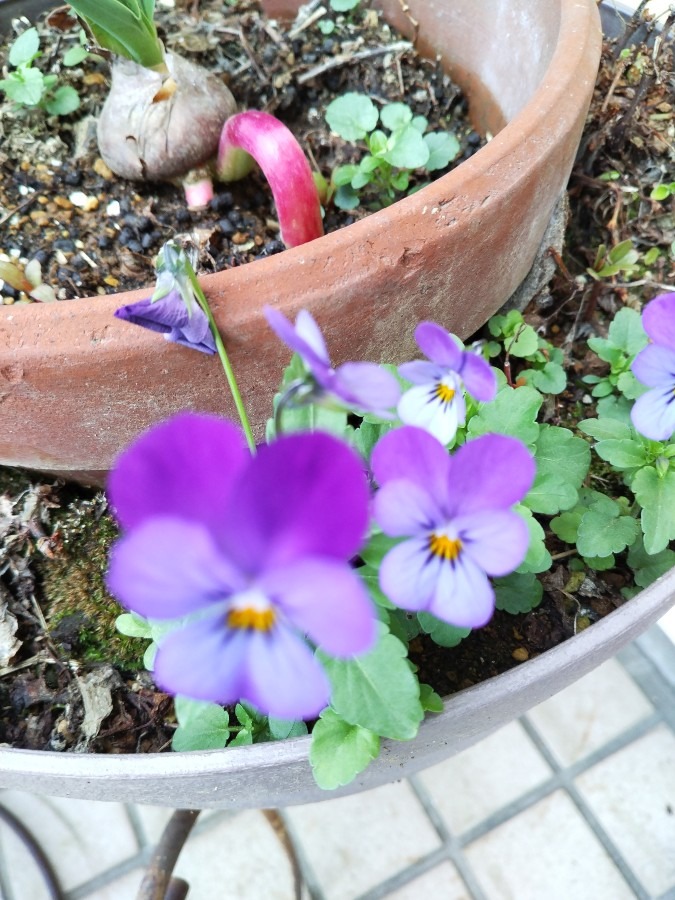 お花です！