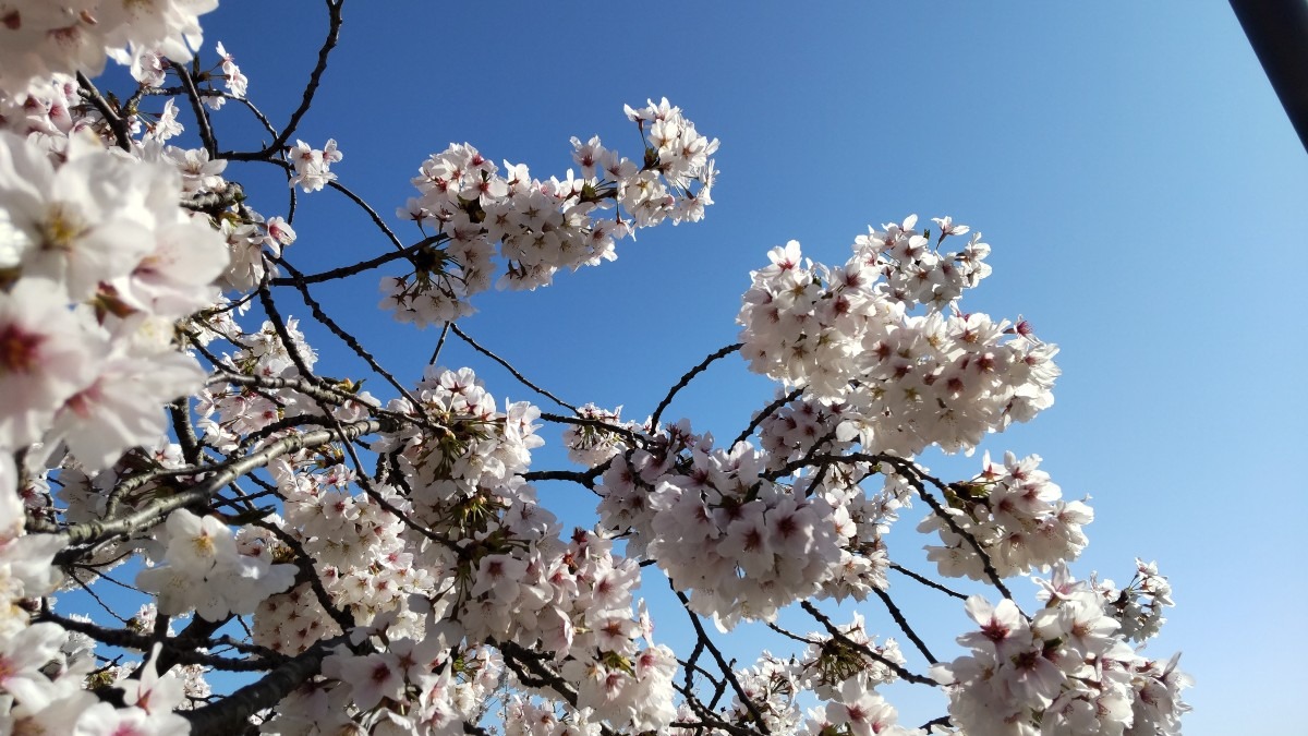 満開の桜🌸