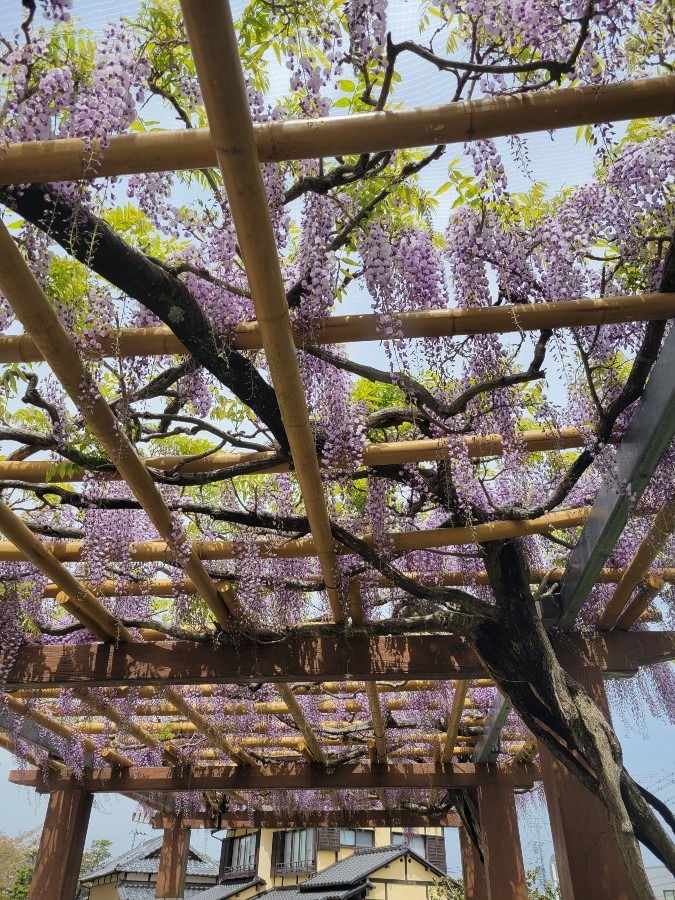 藤枝市にある蓮華寺池公園の藤の花を見て来ました