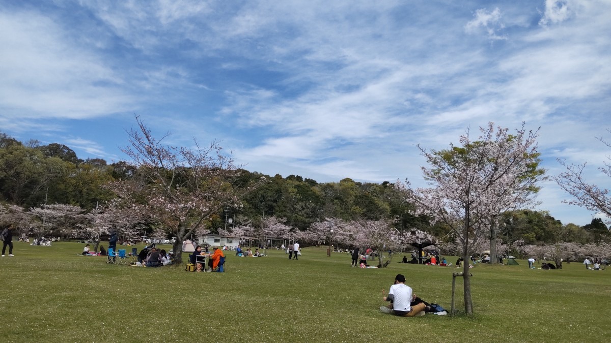 桜舞い散る中での花見🌸🍺🌸