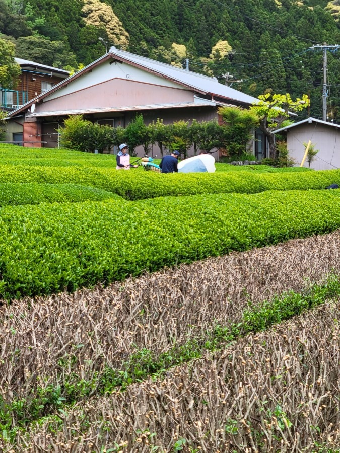 今日は新茶の収穫に行って来ました