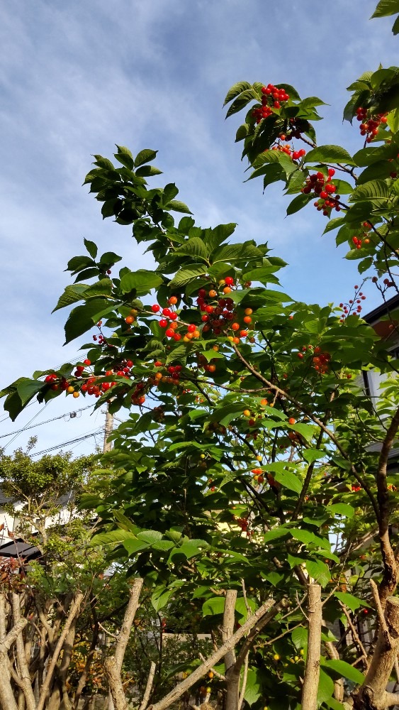 お隣のサクランボ🍒