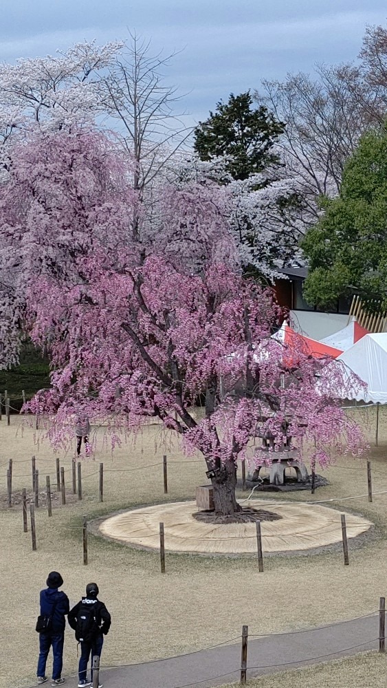 霞城公園の枝垂れ桜🌸