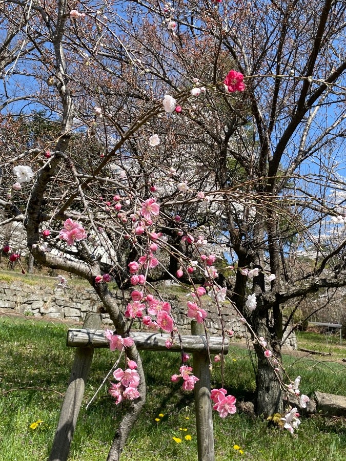 3色‼︎の贅沢な樹木です(*ﾟ∀ﾟ*)🌸